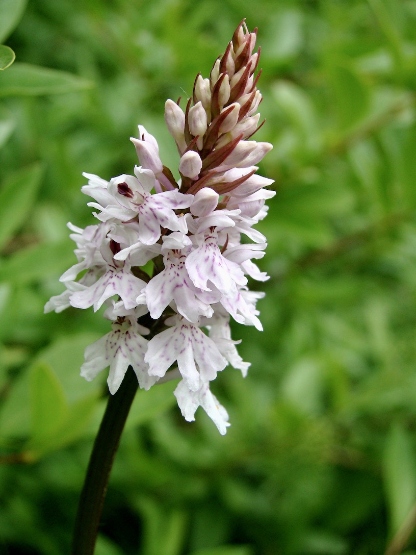 common spotted